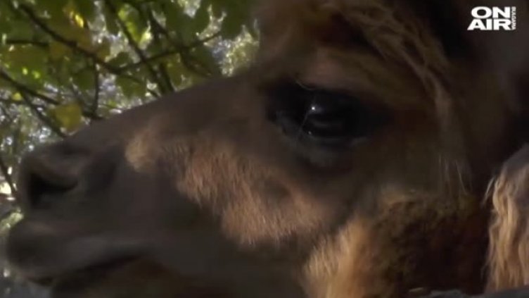 Ламата Президент - гордостта на варненския зоопарк