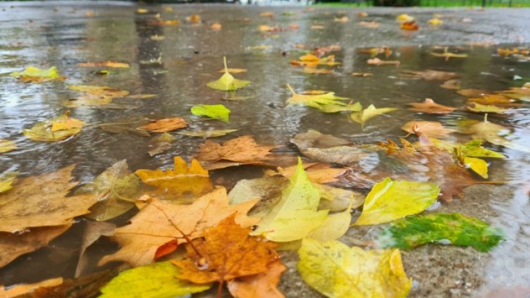 Снимка: архив, БГНЕС