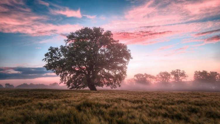 Снимка: Pixabay