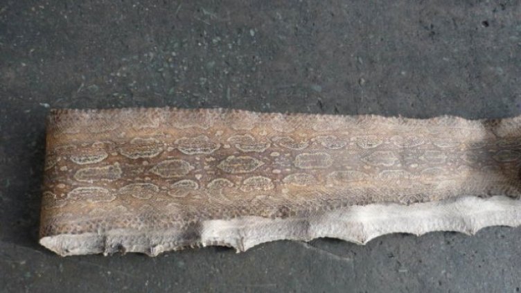 Откриха кожи от змии и крокодили в карго пратка от Аржентина