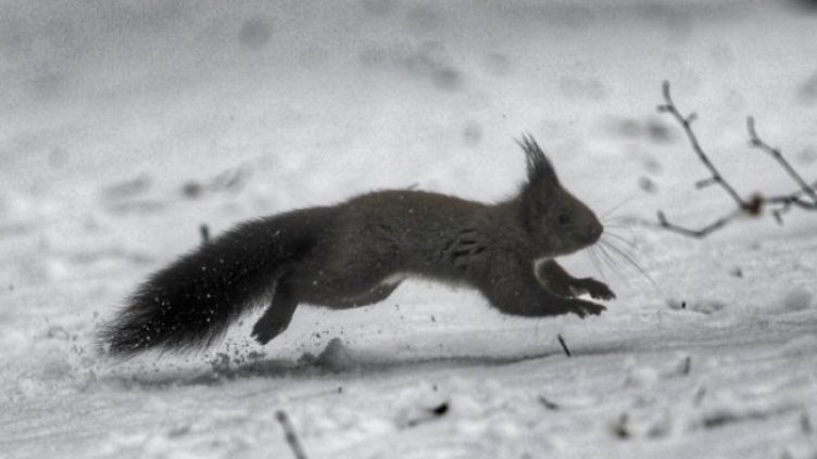 Снимка: Димитър Кьосемарлиев, Dnes.bg