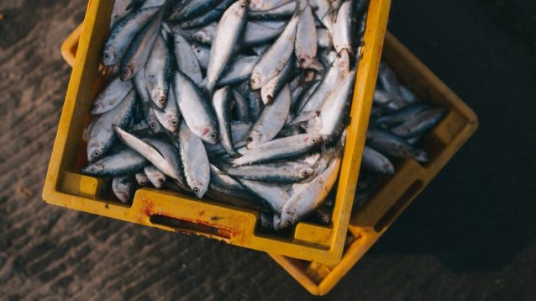 Снимка: Pixabay