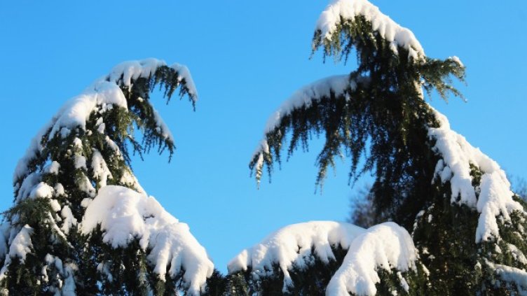 Снимка: архив, БГНЕС