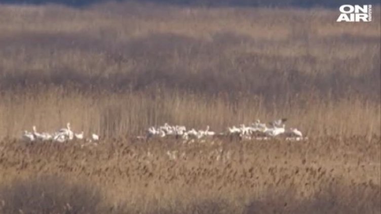 Издигат 200-метрова ограда около пеликаните в "Сребърна"