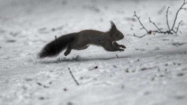 Снимка: Pixabay