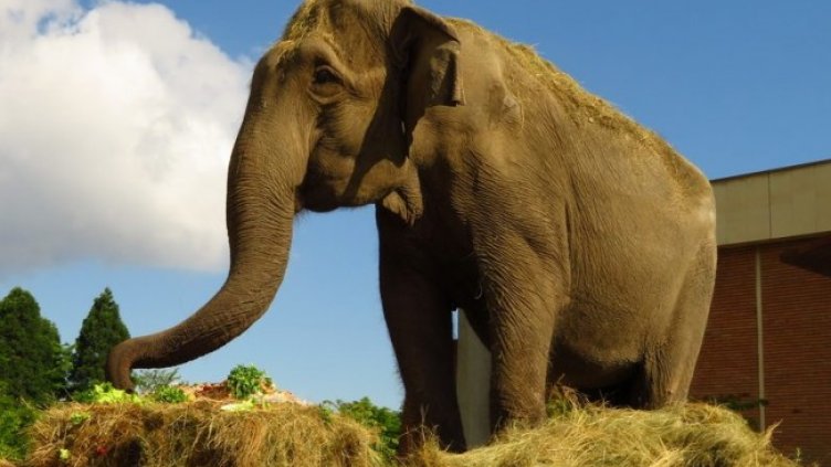 Снимка: Зоопарк София