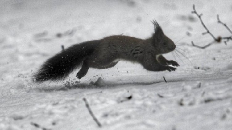 Снимка: Димитър Кьосемарлиев, Dnes.bg