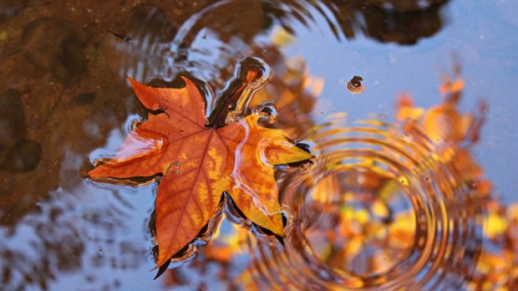 Снимка: Pixabay