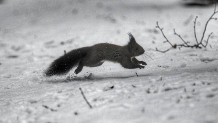 Снимка: Димитър Кьосемарлиев, Dnes.bg