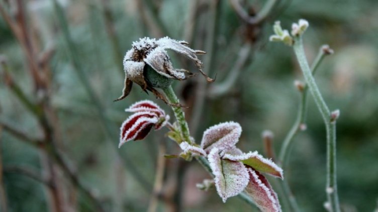 Снимка: Pixabay