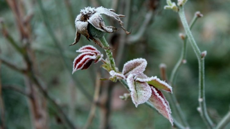 Снимка: Pixabay