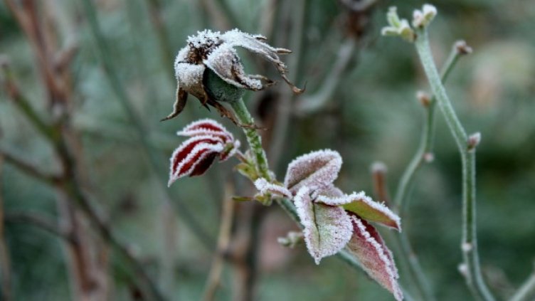 Снимка: Pixabay