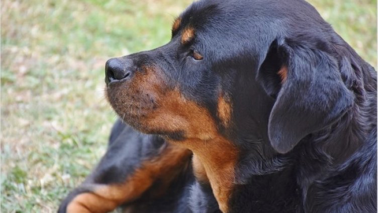 Снимка: Pixabay