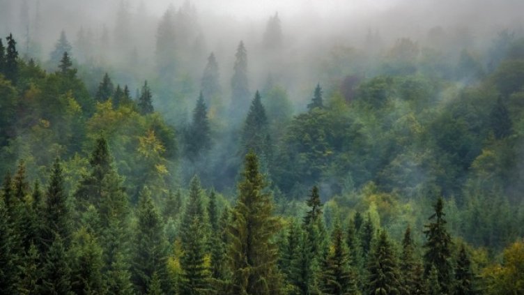 Снимка: Pixabay