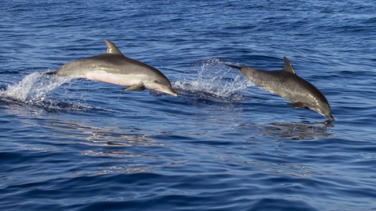 Снимка: Pixabay