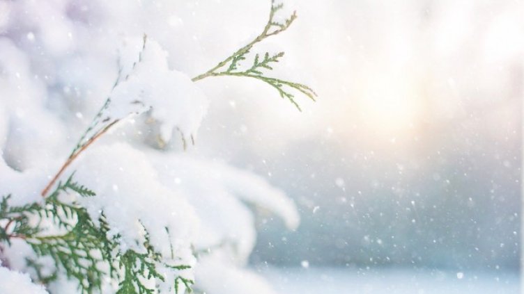 Снимка: Pixabay