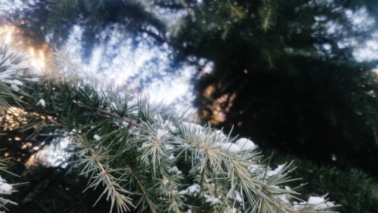 Снимка: архив, БГНЕС