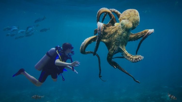 Снимка: Pixabay