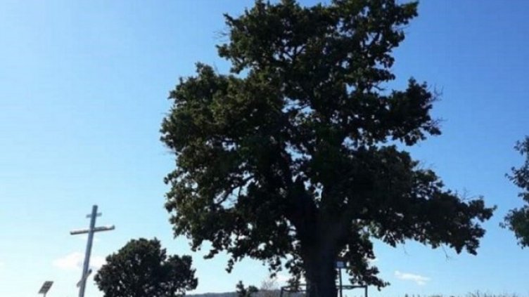 Снимка: bepf-bg.org