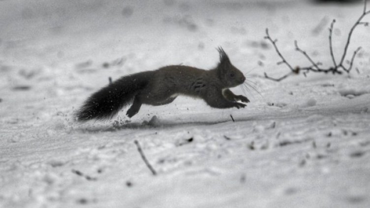 Снимка: Димитър Кьосемарлиев, Dnes.bg