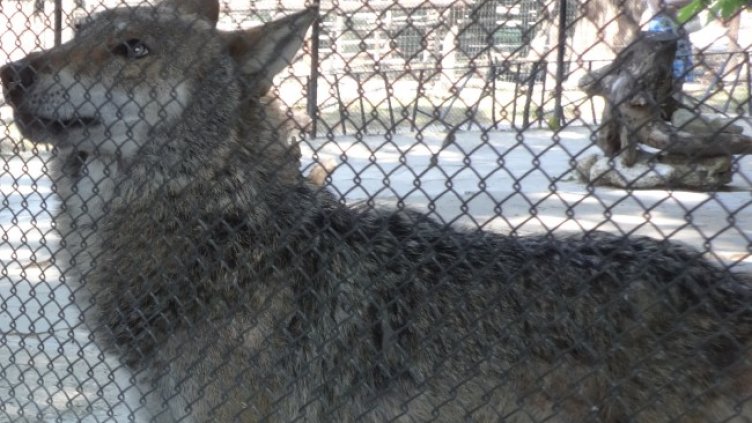 Снимка: архив, БГНЕС