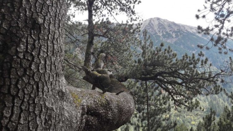 Снимка: архив, БГНЕС