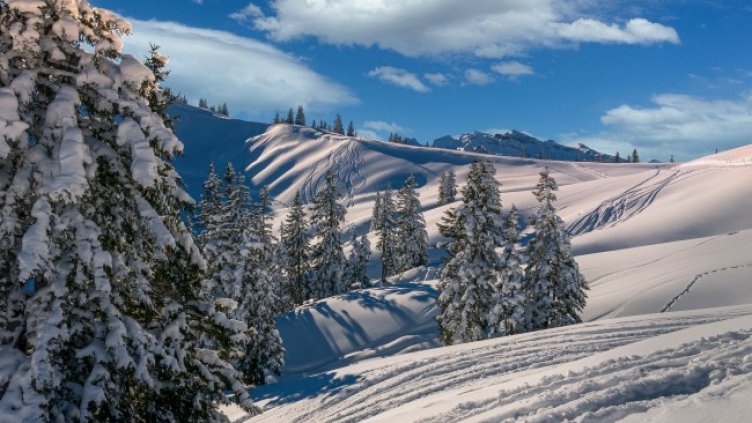 Снимка: Pixabay