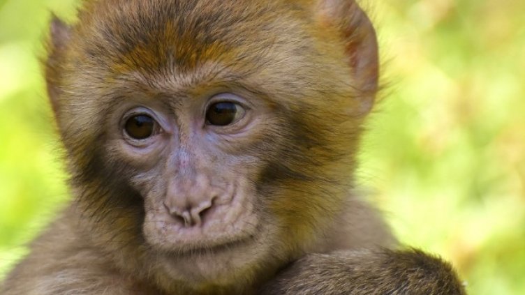 Снимка: Pixabay