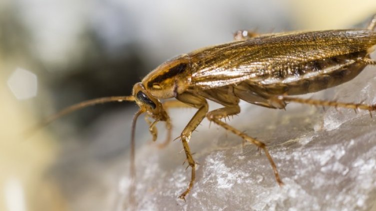 Снимка: Pixabay