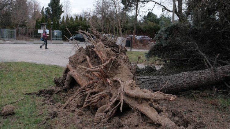 Снимка: БГНЕС