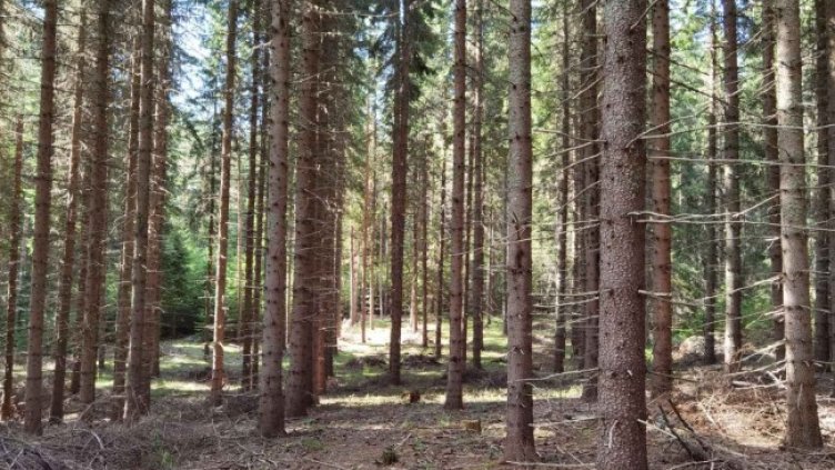 Снимка: БГНЕС, архив