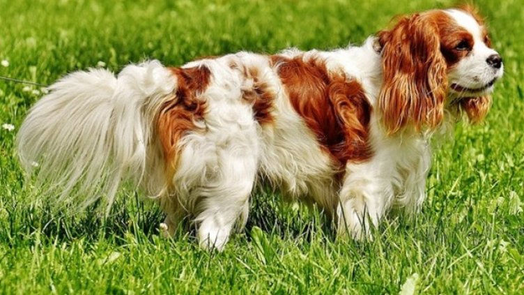 Снимка: Pixabay