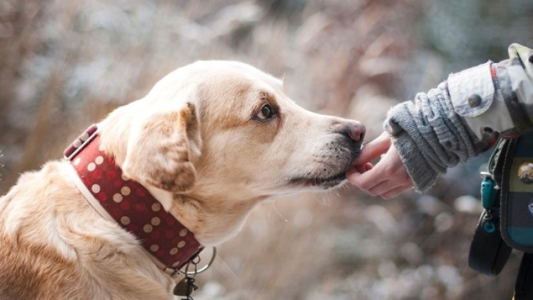 Снимка: Pixabay