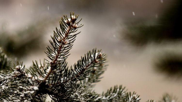 Снимка: архив, БГНЕС