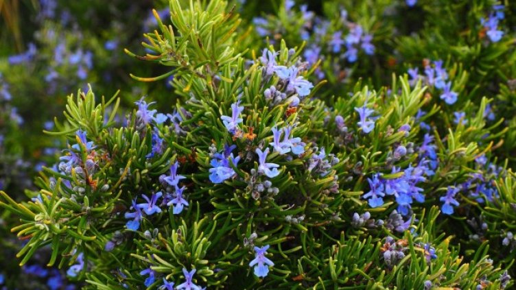 Снимка: Pixabay/Hans