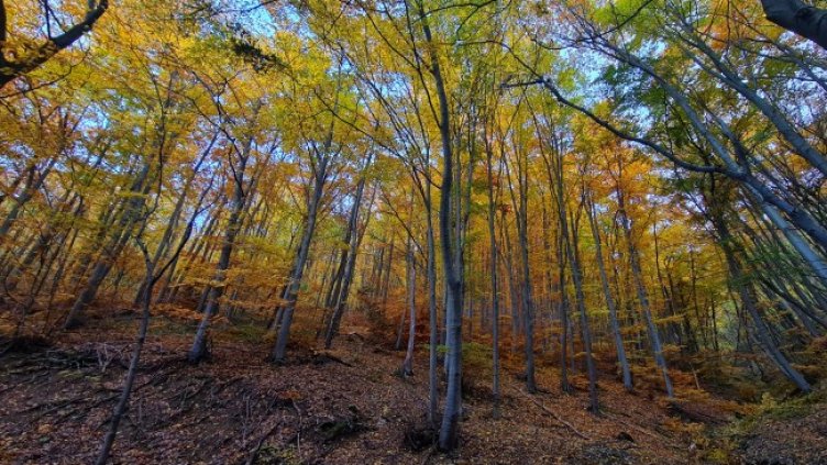 Снимка: архив, БГНЕС