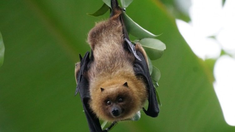 Снимка: Pixabay/Pixel-mixer