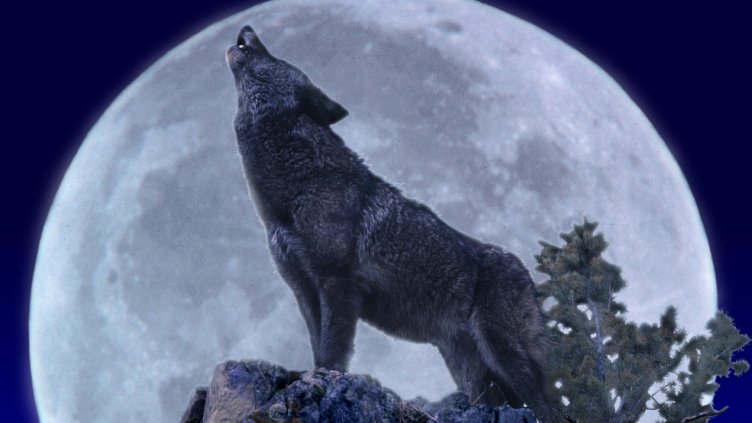 Снимка: iStock/slowmotiongli