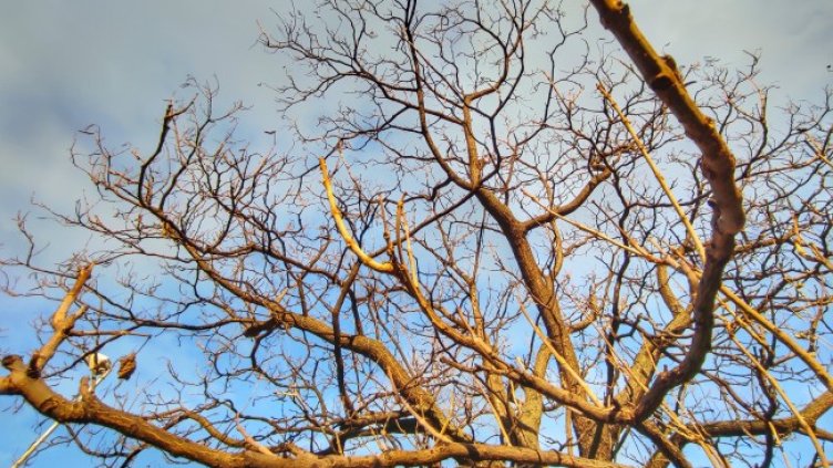 Снимка: архив, БГНЕС