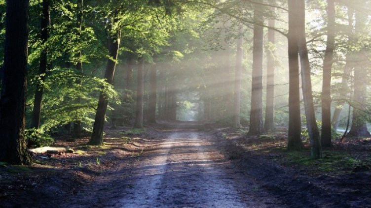 Снимка: Pixabay/bertvthul