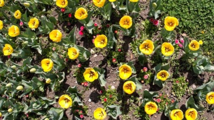 Снимка: Димитър Кьосемарлиев, Dnes.bg