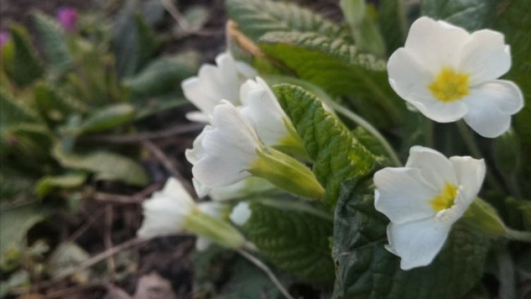 Снимка: архив, БГНЕС