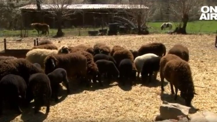 Снимка: Bulgaria ON AIR