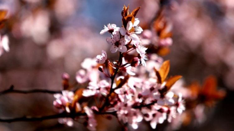 Снимка: архив, БГНЕС