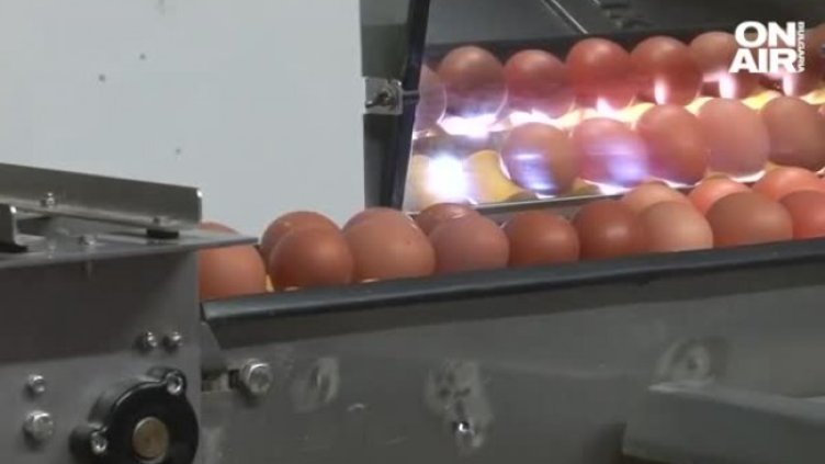 Птицевъди пред фалит заради скъпия ток и фуражи