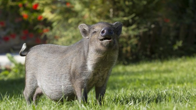 Снимка: filinecek/Pixabay