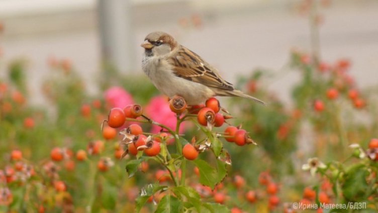 Снимка: Ирина Матеева, БЗДП