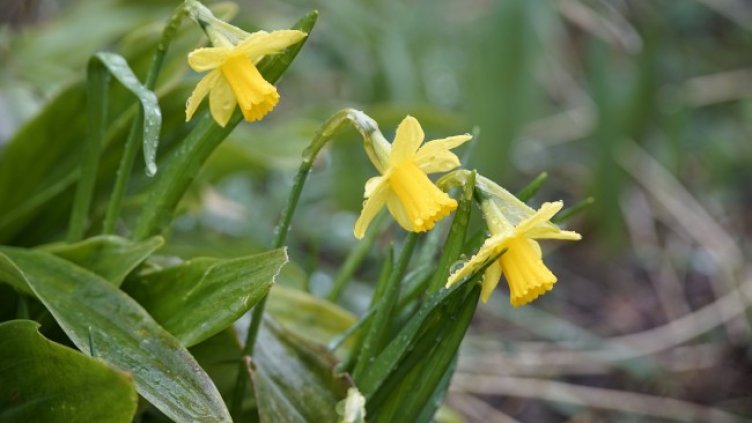 Снимка: Pixabay