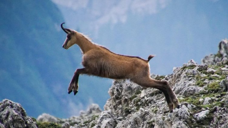 Снимка: Pixabay