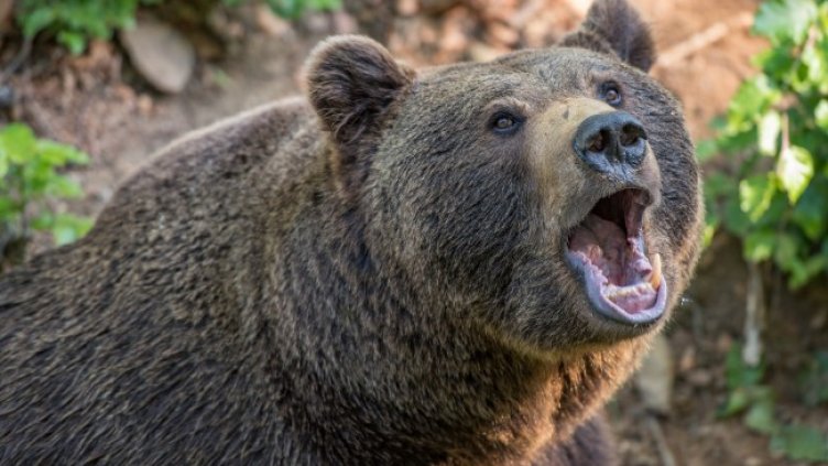 Снимка: Pixabay/milesz